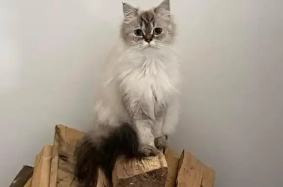 Animaux perdus Saint-Péray, photo: Chat British Longhair perdu à Saint-Péray