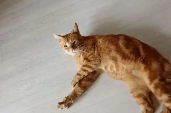 Chat roux trouvé à Auchan La Trinité - photo