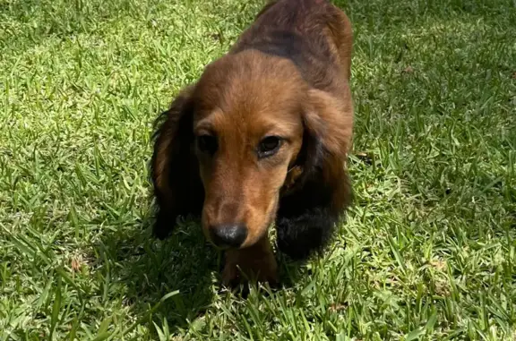 Help Find Benji: Lost Dachshund in Melbourne