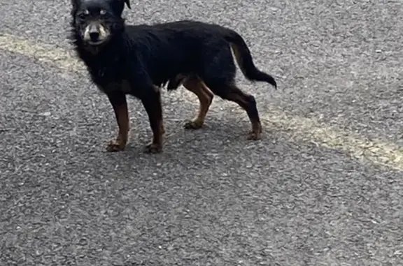 Chien noir-marron trouvé à Cambrai - photo