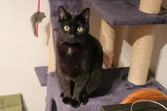 Chat noir perdu à St-Vincent - photo