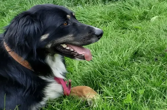 Appel: Chien Noir Perdu près de Moustiers - photo