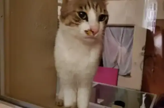 Chat trouvé , photo: Chat tricolore perdu à Serbannes