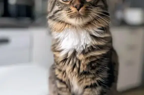 Animaux perdus Paris, photo: Chatte tigrée perdue à Paris 04
