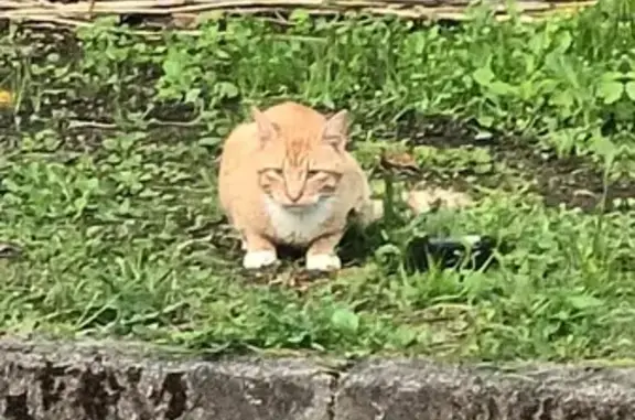 Chat perdu à La Coudraie 11 - photo