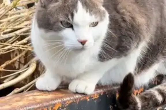 Animaux perdus Sallebœuf, photo: Chat perdu à Sallebœuf, craintif