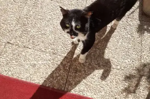 Chat noir et blanc trouvé à Chuzelles - photo