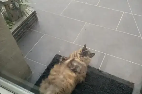 Animaux perdus Castres, photo: Chatte senior sourde perdue