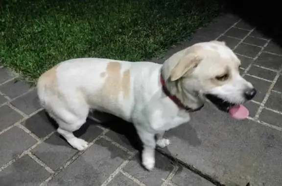 Found! White & Cream Female Dog - Villawood