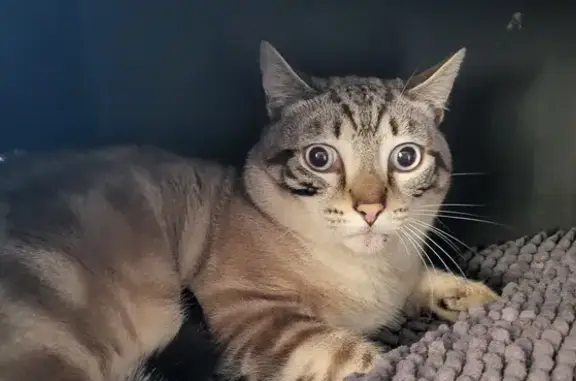 Chat beige/gris trouvé à Mandelieu - photo