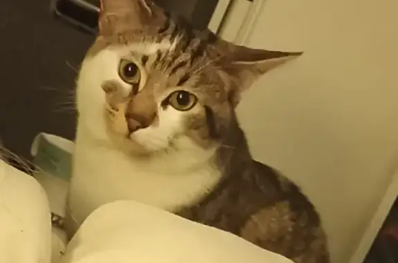 Animaux perdus Chambéry, photo: Chat perdu: tache œil, Chambéry