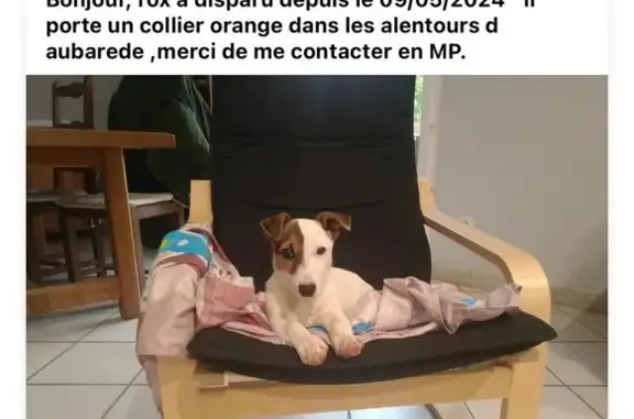 Jack Russell Rox perdu à Aubarède - photo