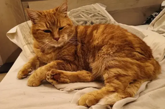Chat perdu, , photo: Chat roux perdu - Mornand