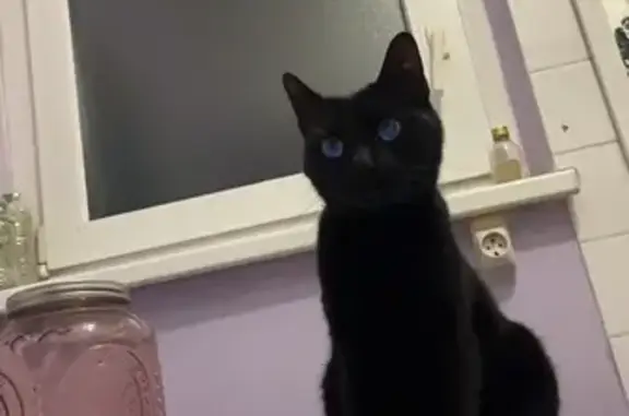 Chatte Oreo trouvée - Strasbourg - photo