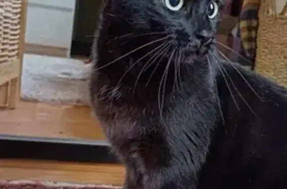 Chat noir trouvé à Quimper - photo