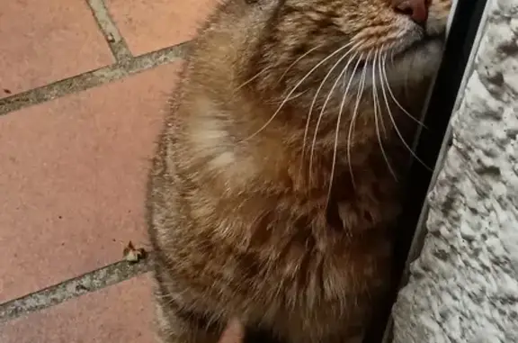 Chat perdu retrouvé à Olivet - photo