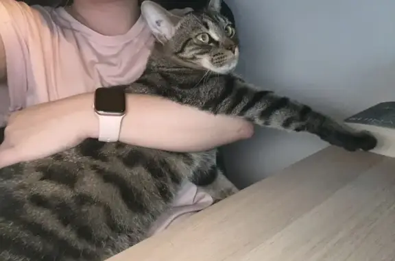 Animaux perdus Bessancourt, photo: Chat tigré perdu à Bessancourt