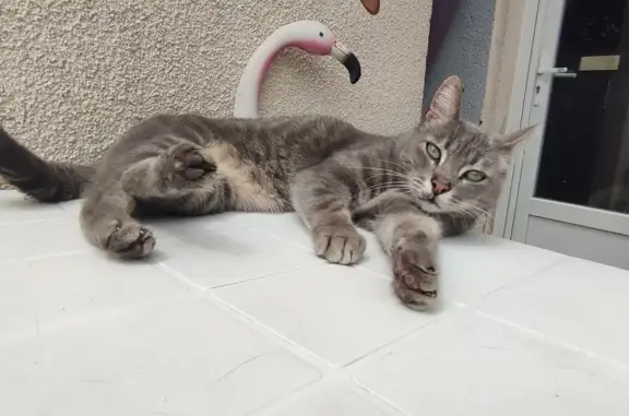 Chat perdu, , photo: Chat gris perdu, collier vert
