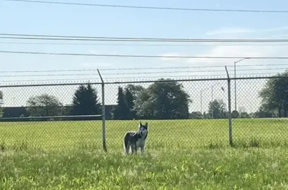 Found Dog in Columbus - Info Needed! Call Now!