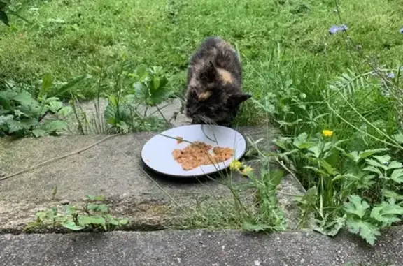 Chat écaille trouvé à Rennes - photo