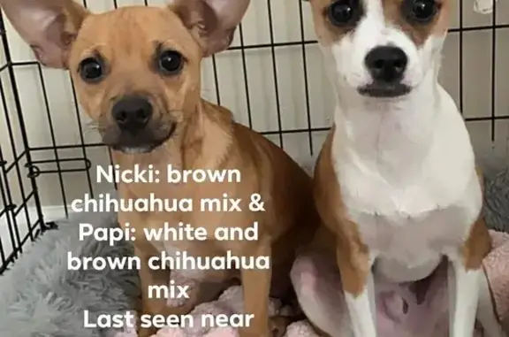 Help Find Nicki & Papi - Lost Chihuahuas!
