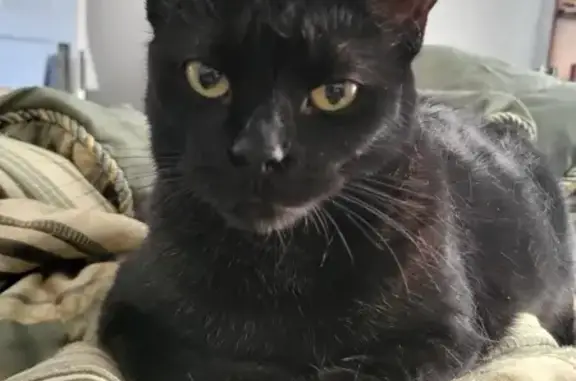 Lost Shy Black Cat in Kitchener - Help Find Her!
