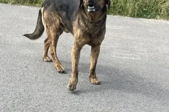 Chien trouvé Nazelles-Négron, photo: Chien bringé perdu à Nazelles-Négron