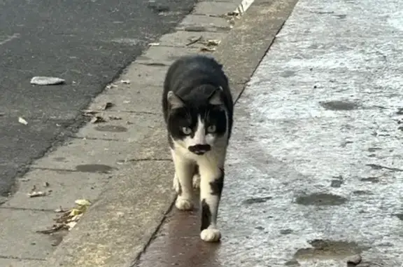 Chat perdu? Avenue Pont-Trinquat - photo