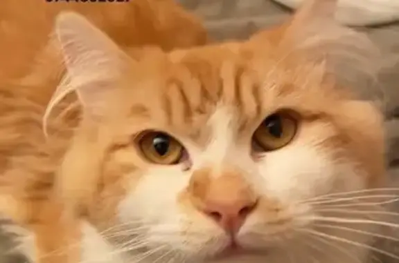 Animaux perdus Cognac, photo: Chaton blanc/roux perdu à Cognac