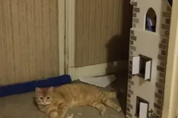 Animaux perdus Gif-sur-Yvette, photo: Chatte rousse perdue à Gif