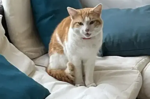 Chat blanc/roux perdu - Lias - photo