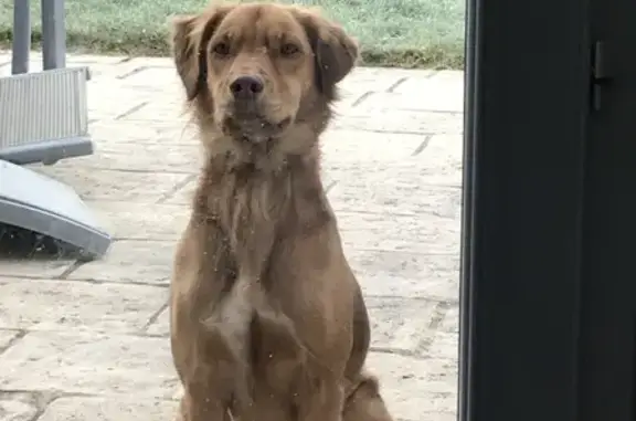 Chien perdu Le Mans, photo : Praline égarée, Le Mans