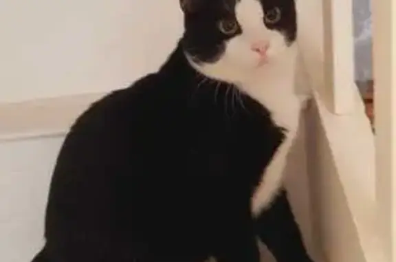 Animaux perdus Châteauneuf-sur-Charente, photo: Chat noir/blanc perdu, queue tordue