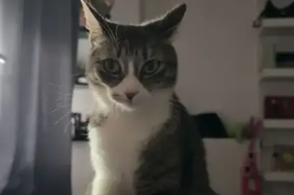 Animaux perdus Anglet, photo: Chatte grise/blanche perdue à Anglet