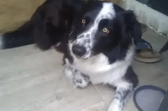 Chienne border collie trouvée - photo