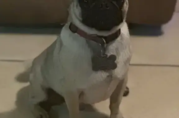Lost Brown Pug | Red Collar | Tyler, TX Area