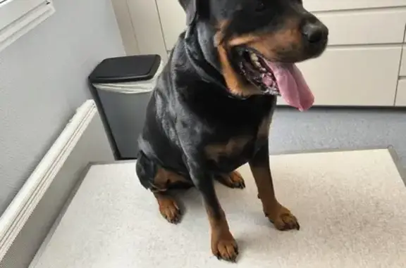 Chien perdu Saint-Léger-les-Vignes, photo : Rottweiler perdu, rue Chausserie