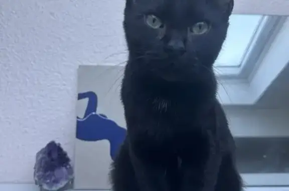 Chat noir perdu à Bordeaux