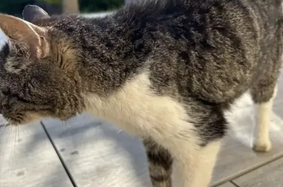 Chat affectueux malade trouvé - photo