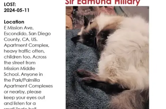 Lost Himalayan Cat 