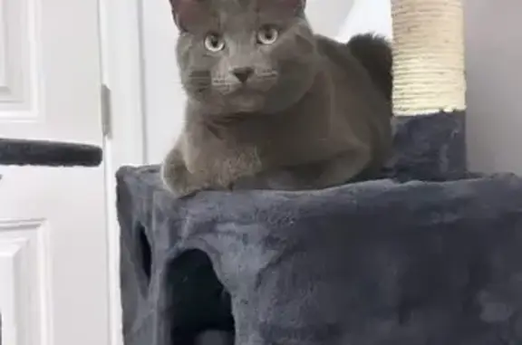 Lost Russian Blue Cat in Calgary NE - Help!