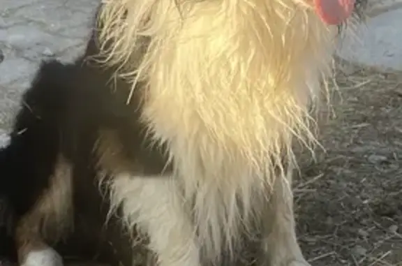 Chien trouvé , photo: Berger australien perdu près de Creney