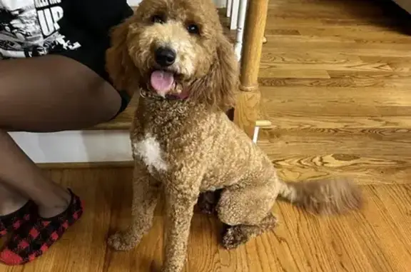 Missing dog , photo: Lost Dog Blaze: 3yrs, Brown & White Spot!