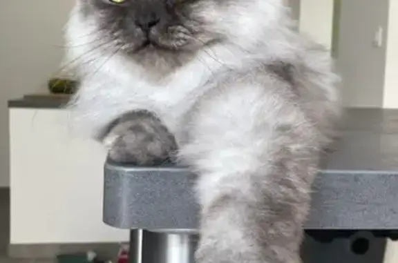 Animaux perdus Toulouse, photo: Chat persan perdu - Minimes