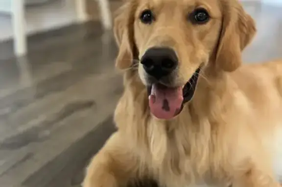 Lost Golden Retriever in Marietta - Help!