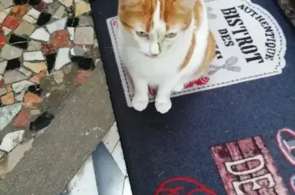 Animaux perdus , photo: Chat perdu: costaud, doux, Lambersart