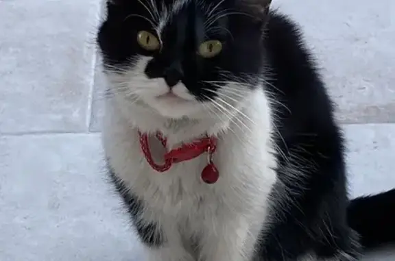 Chat noir et blanc perdu à Mériel - photo