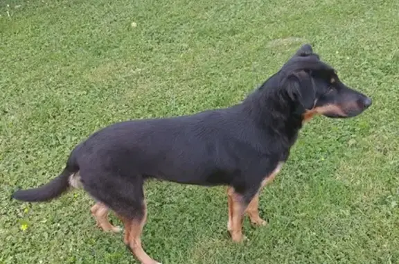 Chienne croisée trouvée à Lanne - photo