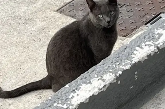 Chat trouvé Perpignan, photo: Chaton câlin trouvé à Perpignan