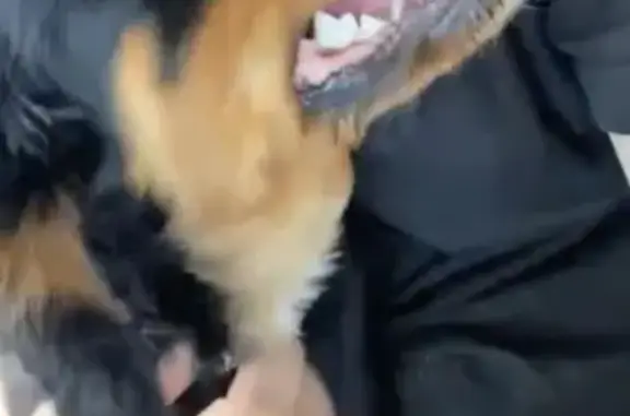 Chien noir et feu perdu à Pia - photo
